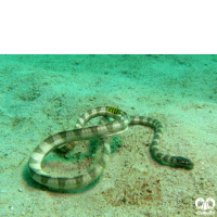 گونه مار دریایی خلیج فارس Persian Gulf Sea Snake 